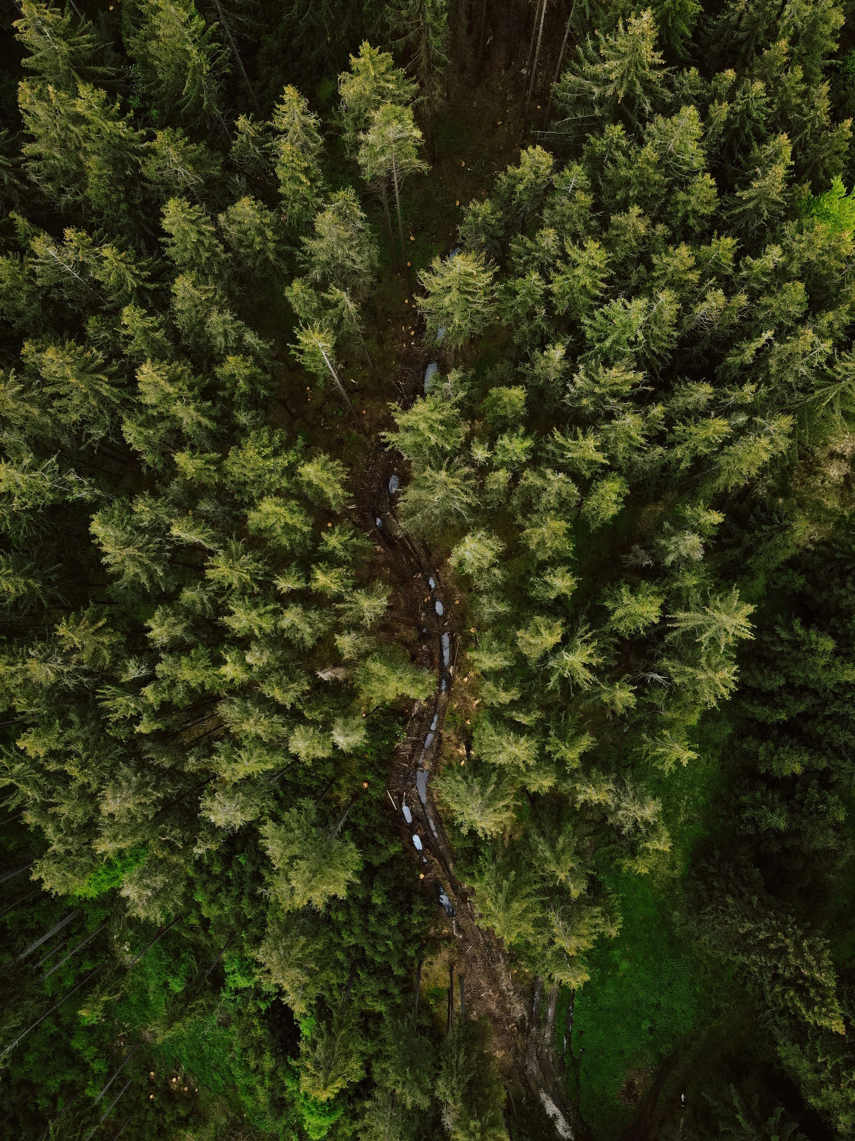 green trees on the forest